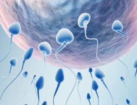 试管囊胚移植几个好？