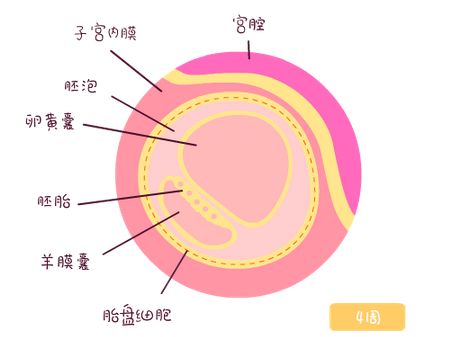 卵黄囊过大有什么危害？