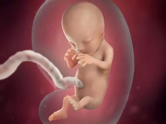 儿子胎心胎芽比女孩早吗？