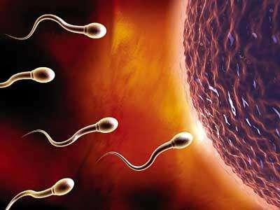 如何提高精子活力？