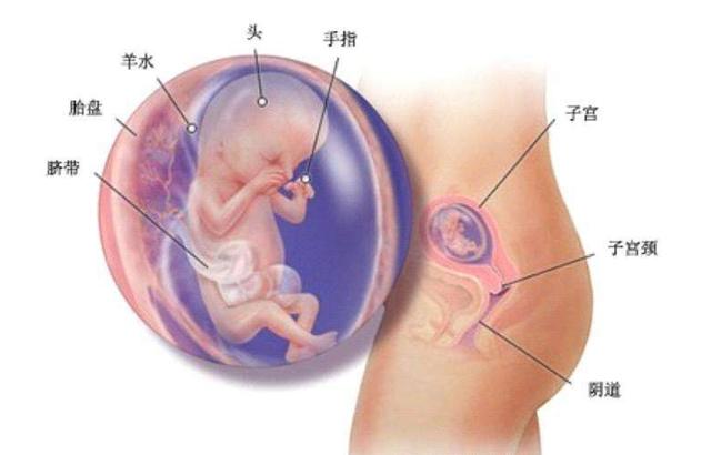 怀孕三个月胎停有哪些症状？