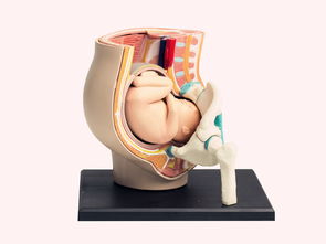 胎儿不入盆原因有哪些？