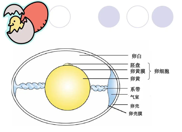 透明带反应和卵细胞膜反应有什么区别？