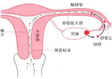 输卵管造影怀孕几率大吗？