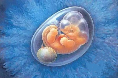 胚胎移植后着床需要多长时间？