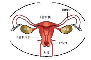 成功怀二胎 孕早期应重视B超检查
