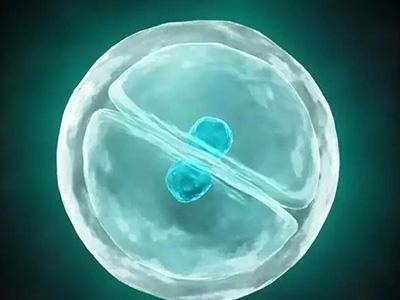 优质胚胎孩子就聪明吗？和普通胚胎的孩子有什么不同