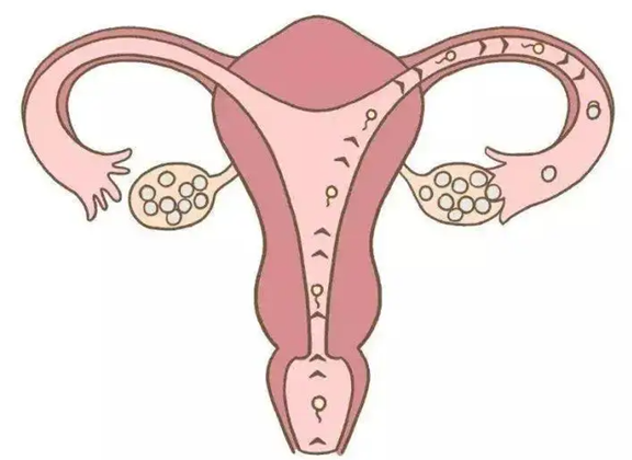 女性没有输卵管能自然怀孕吗，没有输卵管怀孕几率有多大