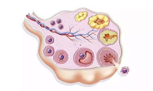 卵泡萎缩还能受孕吗？