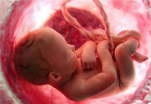 什么是试管胎儿停止发育？