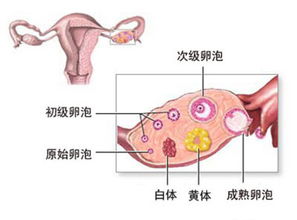女人卵巢早衰后会出现的五个症状