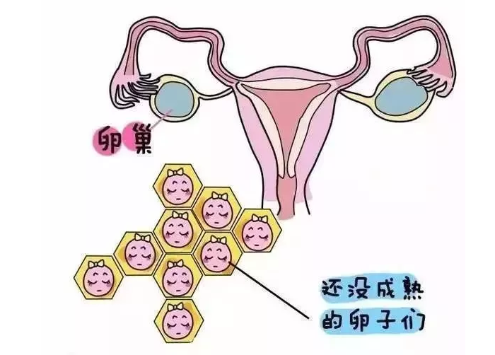 女人备孕期饮食的三个小技巧