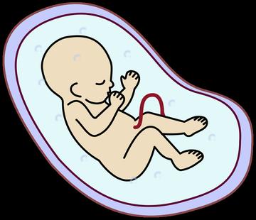 胚胎发育慢能好起来吗？
