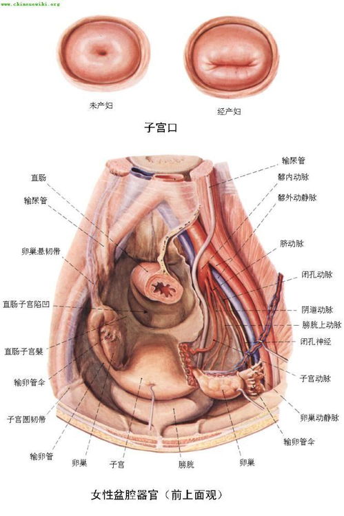 泰国能不能做助孕试管婴儿？