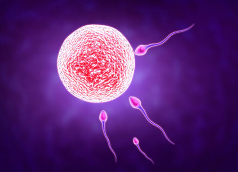 最新试管数据：新鲜胚胎移植有60%机会三代试管