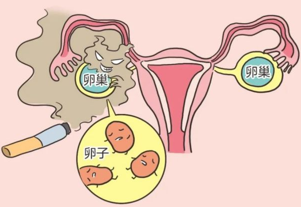 服用芬吗通可以恢复卵巢功能吗？