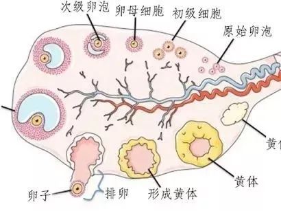 产期到了迟迟不生什么原因