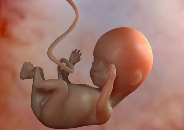 孕27周男女胎儿图片图片